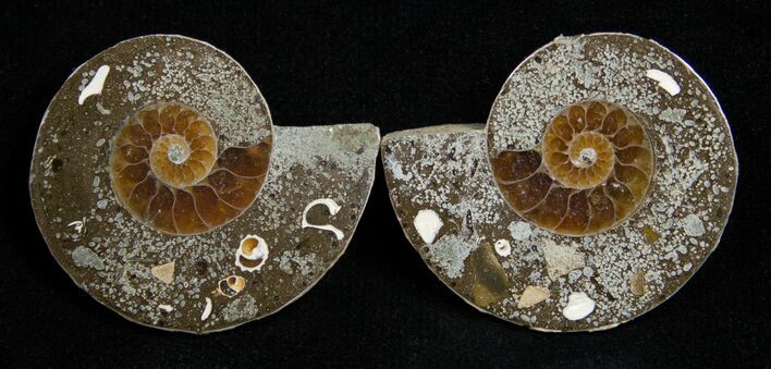 Small Desmoceras Ammonite Pair #2200